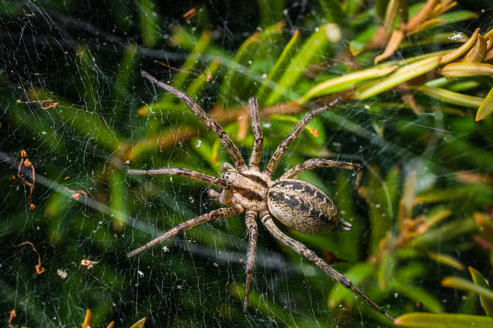 Trichternetzspinne