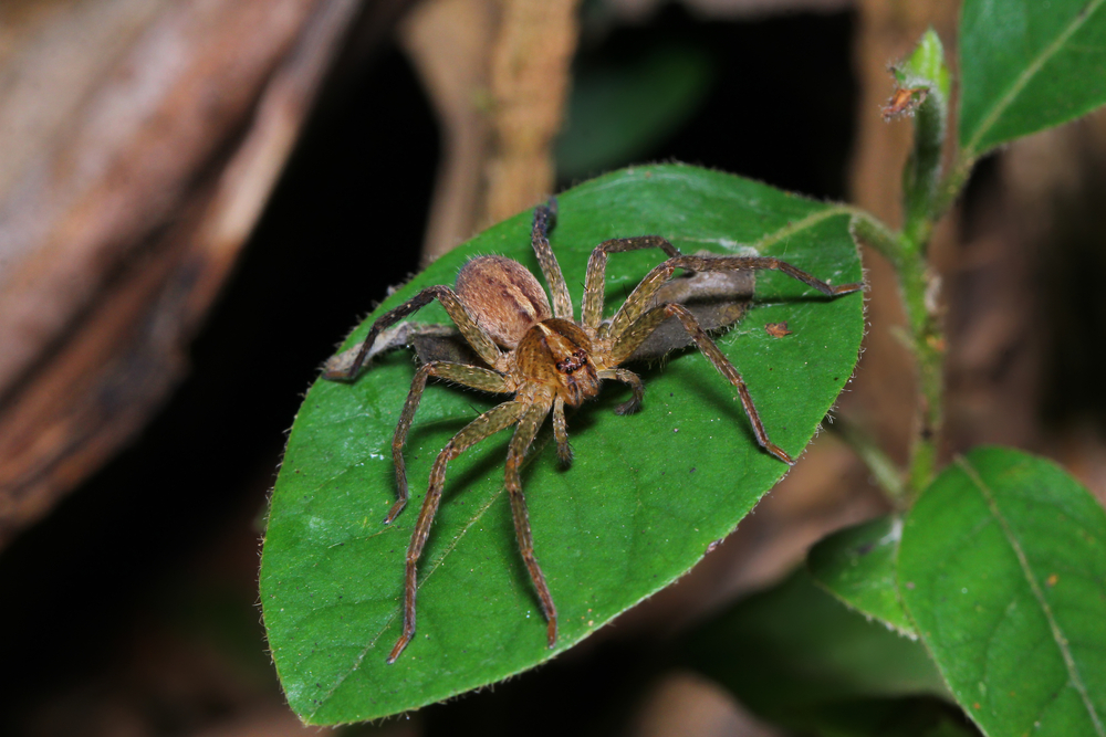 Huntsman-Spinne