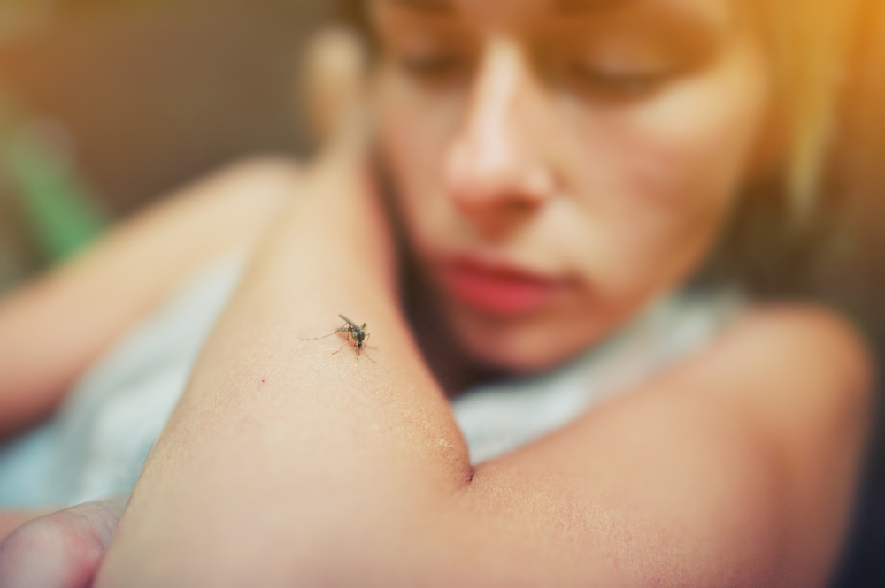 Aedes-Mücke