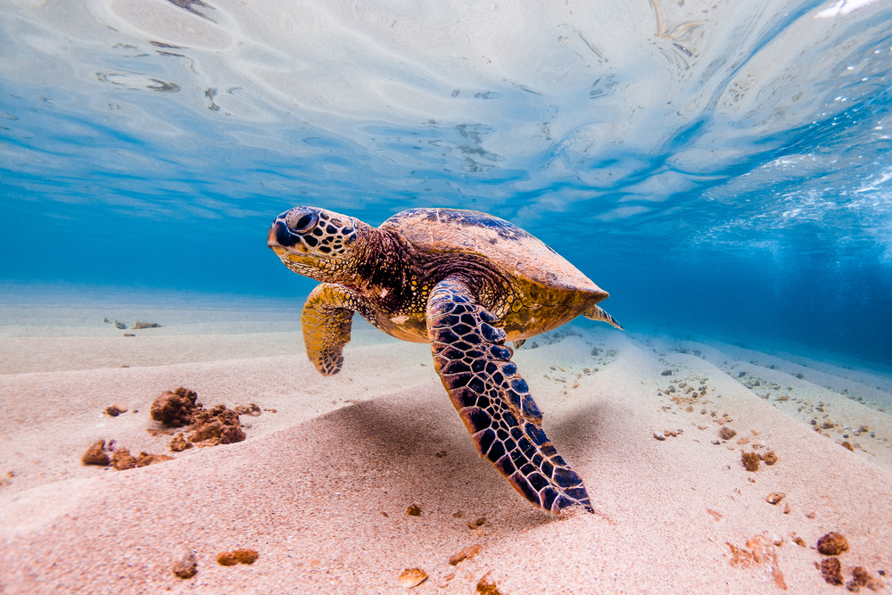 Wasserschildkröte