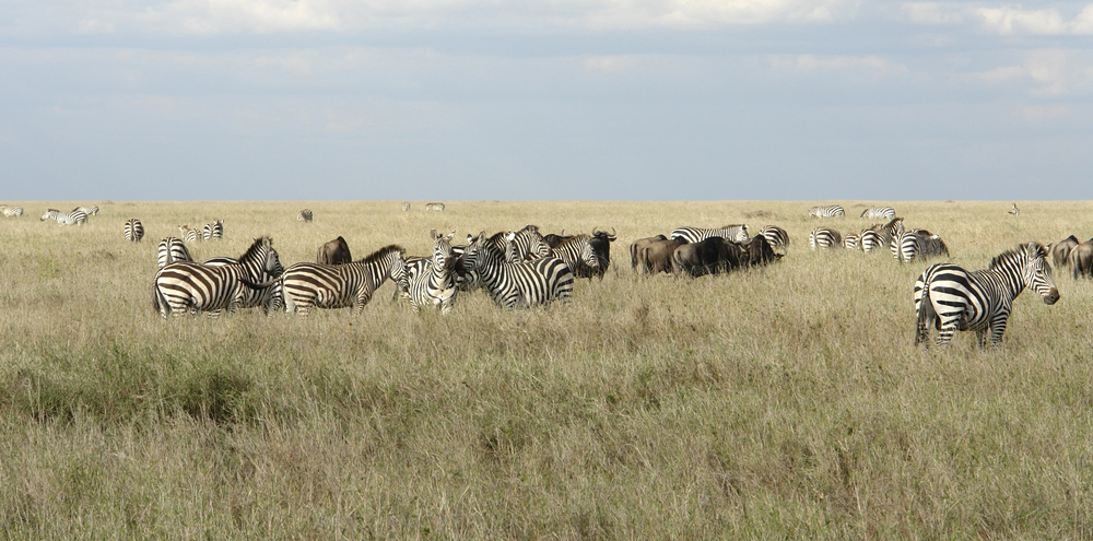 tierwelt sansibar