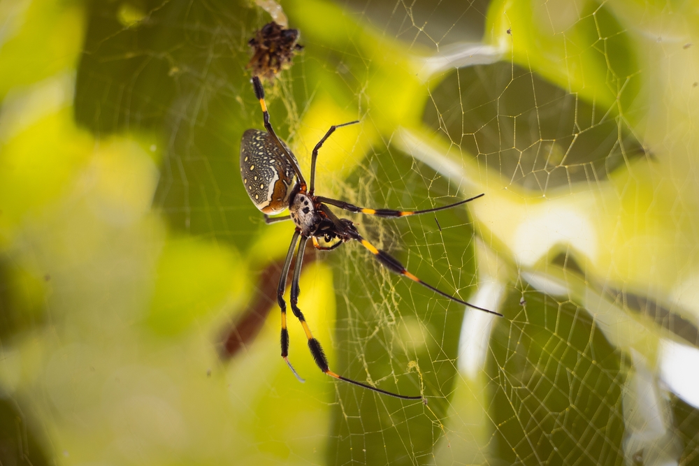 Nephilie pilipes