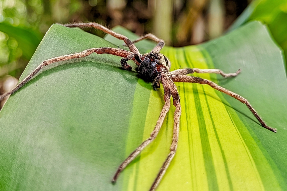 Heteropoda venatoria