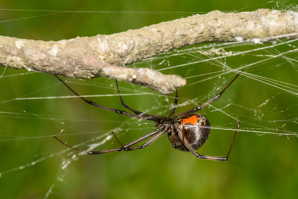 katipo spinne