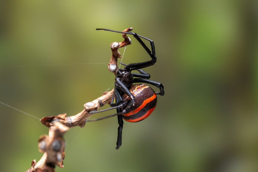 redback spinne